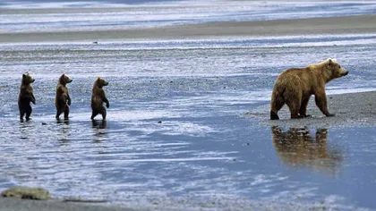 Fotografia zilei: Valsul ursuleţilor din Alaska