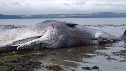 16 balene, eşuate pe o plajă din Tasmania