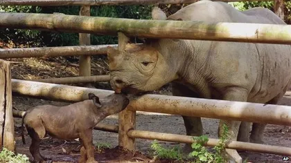 Rinocerul negru din Africa de Vest a fost declarat specie dispărută