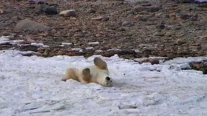 Marea adunare a urşilor polari din Canada, transmisă în direct pe internet