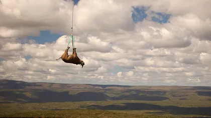 Imagini inedite: Un rinocer negru a fost purtat prin aer de un elicopter