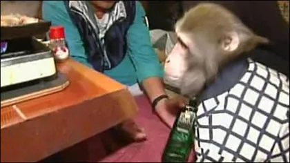 Doi macaci, ospătari la un restaurant din Japonia - VIDEO