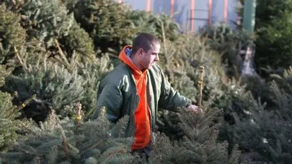 Bistriţa: O sută de pomi de Crăciun tăiaţi ilegal, confiscaţi de jandarmi