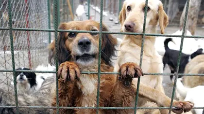 La Târgu-Jiu se cere părerea cetăţenilor cu privire la soarta câinilor comunitari