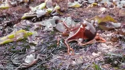 Invadatorul cu opt picioare: O caracatiţă, surprinsă în timp ce mergea pe uscat VIDEO