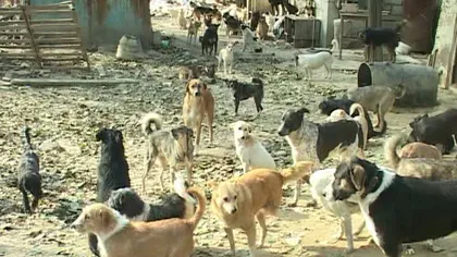 Peste 700 de câini, înghesuiţi într-un adăpost din Deva, ar putea rămâne fără cei doi îngrijitori