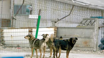 Câinii comunitari, apăraţi de vedete şi ONG-uri: Eutanasia este imorală