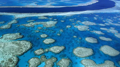 Veste bună pentru Marea Barieră de Corali: Au scăzut substanţele poluante din apă