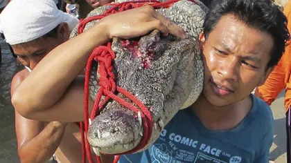 Bangkok-ul angajează vânători de crocodili