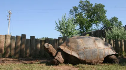 Un nou locatar la Grădina Zoologică din Bucureşti: O broască ţestoască gigantică