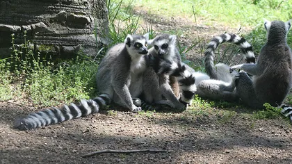Lemurienii din Madagascar, la Grădina Zoologică de la Sibiu