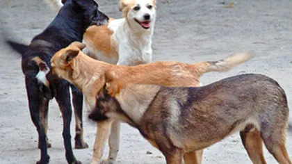 Câinii maidanezi pot fi eutanasiaţi. Legea, la mâna lui Băsescu