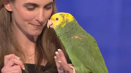 Papagalul talentat: O pasăre imită alte animale şi ştie să cânte VIDEO