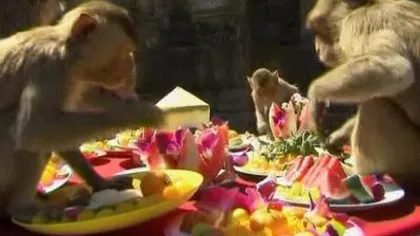 Festivalul maimuţelor: Aproape 3.000 de primate, răsfăţate de thailandezi VIDEO