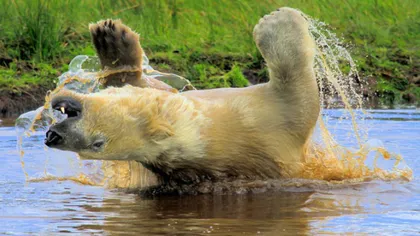 Ce face un urs polar când are chef de joacă - GALERIE FOTO