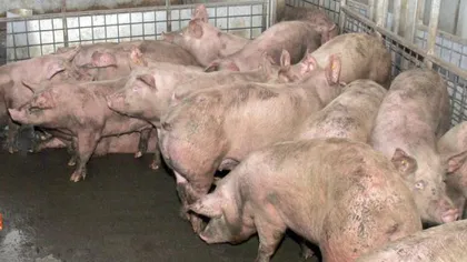 Câţi porci mai are România şi unde încearcă să-i exporte