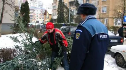 Contrabanda cu brazi, la Sibiu. Aproximativ 800 de pomi de Crăciun au fost confiscaţi