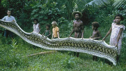 Şerpi gigantici, trofee de vânătoare ale unui trib din Filipine VIDEO