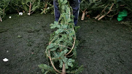 Poliţiştii şi silvicultorii au confiscat peste 7.800 de brazi de Crăciun
