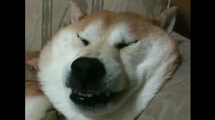 Visele unui câine dolofan: Sforăie şi se strâmbă în timp ce doarme VIDEO