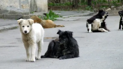 Peste 5.000 de câini şi pisici fără stăpân din România, sterilizaţi în acest an de Vier Pfoten