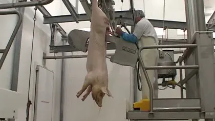 România reia, din 2012, exporturile de carne de porc în UE
