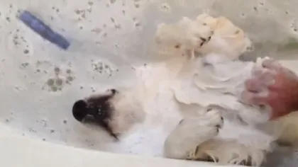 Cel mai relaxat câine din lume VIDEO