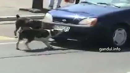Un şofer nervos a fost pedepsit de un căţel VIDEO
