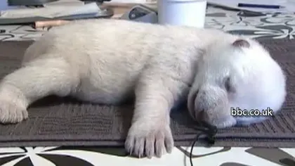 Un pui de urs polar va beneficia de îngrijire specială un an VIDEO