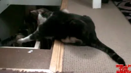 Pisica pusă pe glume: O felină împinge altă mâţă pe scări VIDEO