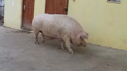 Cât cântăreşte cel mai gras porc din ţară