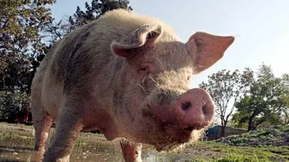 Oroare la Călimăneşti: un porc şi-a sacrificat stăpânul VIDEO