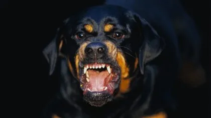 Înfiorător: 25 de Rottweileri au ucis o femeie, în Cehia VIDEO