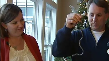 O familie a găsit un şarpe în bradul de Crăciun - VIDEO