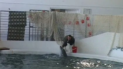 VIDEO Delfinii din Constanţa trec iarna cu bine. Ni-Ni, Pei-Pei şi Chen-Chen s-au mutat la căldură