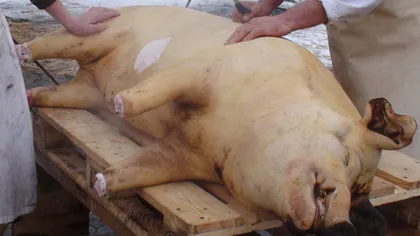 Ce s-a întâmplat cu porcul ucigaş din Călimăneşti