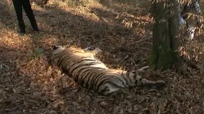 Directorul Grădinii Zoologice din Sibiu şi-a dat demisia după incidentul cu tigrul