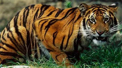 VIDEO Tigrul evadat din Grădina Zoologică a fost împuşcat. Vezi şirul de bâlbâieli ale autorităţilor