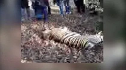 Vier Pfoten: Veterinarul şi vânătorii care au împuşcat tigrul au fost neprofesionişti şi panicarzi