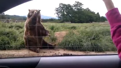 Un urs politicos salută turiştii VIDEO