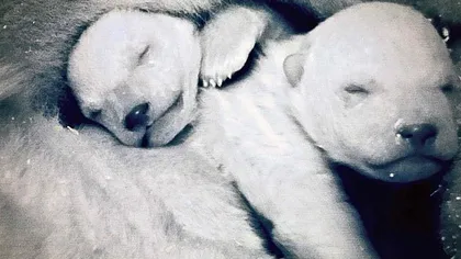 Documentar BBC controversat: Naşterea unui pui de urs polar din 