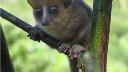 O nouă specie de primată, descoperită în Madagascar FOTO