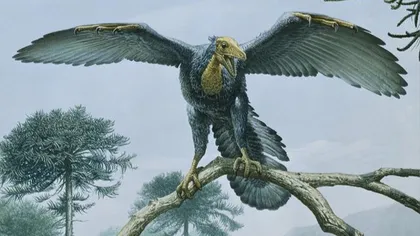 Dinozaurul Archaeopteryx avea pene negre, potrivit unui nou studiu