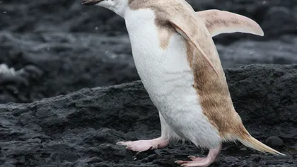 Un pinguin blond, descoperit în Insulele Shetland FOTO