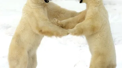 Urşii polari ştiu să danseze pe gheaţă FOTO