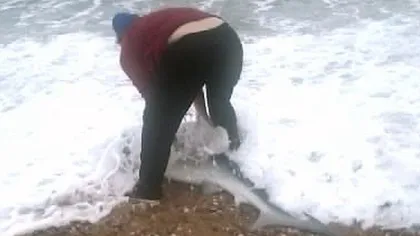 O femeie a salvat cu mâinile goale un rechin eşuat  FOTO
