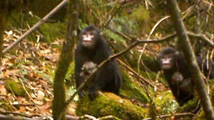 Primele fotografii ale unei primate ciudate: maimuţa cu nas cârn FOTO