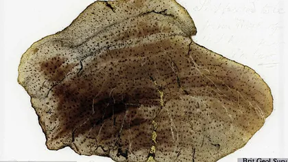 Fosilele pierdute ale lui Charles Darwin, găsite într-un birou vechi FOTO