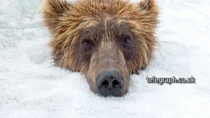 Un urs, surprins în timp ce se relaxa într-o baie cu bule VIDEO