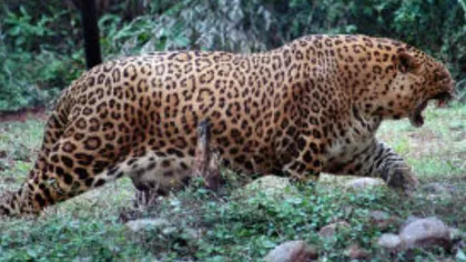 Un leopard înfometat a atacat un trecător şi i-a luat scalpul